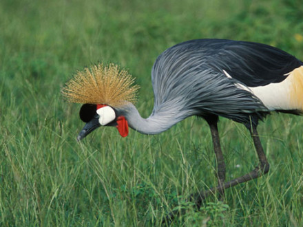 Uganda Cranes