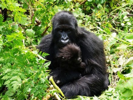Rwanda Primate Tours